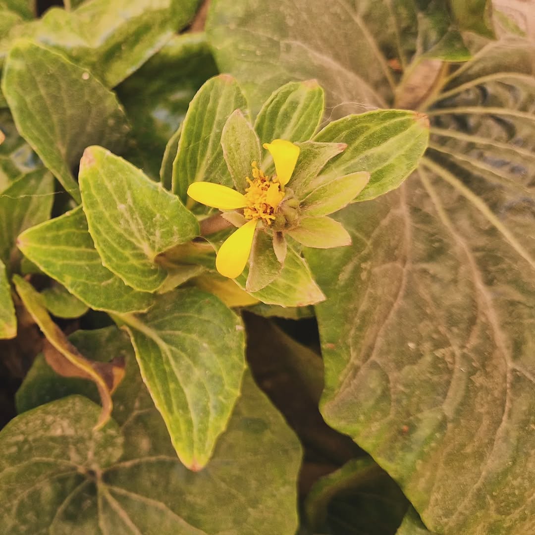 Photo shared by Zenconsultant ● Mindful Corpolife ● Workshops ● Retreats on September 04, 2025 tagging @asatoma.mt, and @serendipity_coffeeshop.