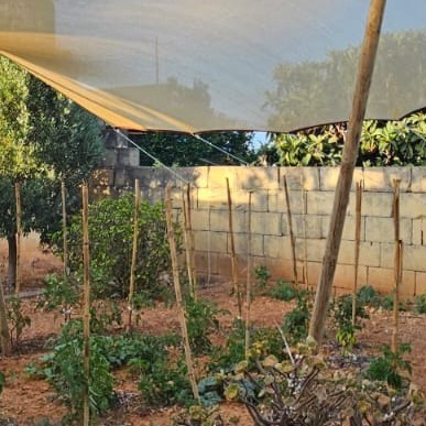 Photo by Asatoma_Conscious Food Choices on July 25, 2025.