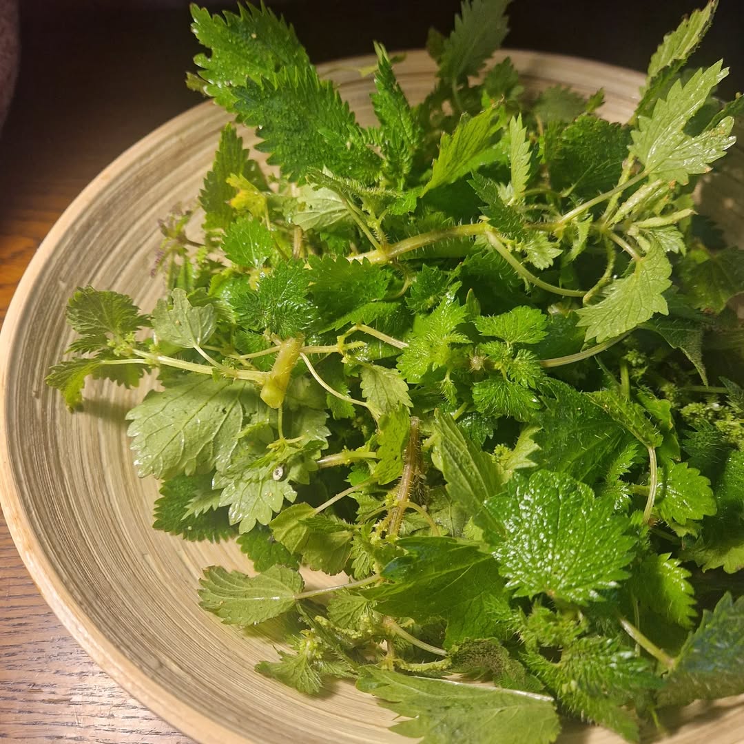 Photo by Asatoma_Conscious Food Choices on February 03, 2026. May be an image of oregano, Perilla, herb and text.